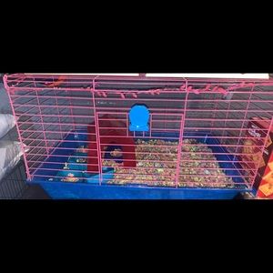 Guinea pig supplies